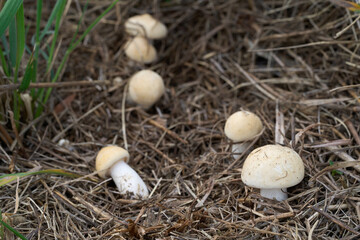 Calocybe gambosa mushroom in the grass. Known as St. George's Mushroom. White edible mushrooms in the forest meadow, selective focus.