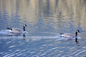 canada goose branta canadensis in water