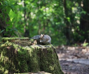 Squirrel Eating On A Tree