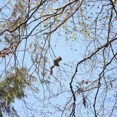 Squirrel on branches