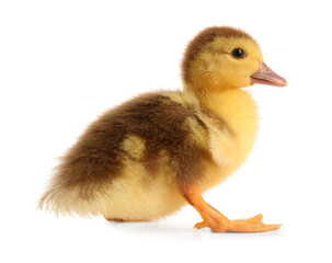 Cute duckling on white background