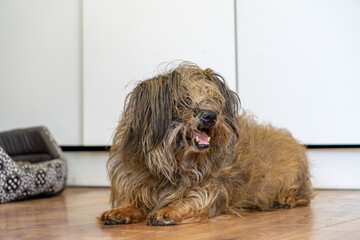 A neglected dog lying on the floor, with very matted and dirty fur. He looks relaxed but clearly...