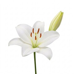 Obraz premium White lily flower with bud isolated on white background. Blooming lily with unopen flower close-up