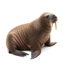 Tusked walrus isolated on white background