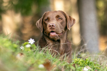 Portrait of  a female labrador retriever dog in a forest in spring outdoors