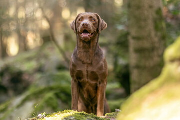 Portrait of  a female labrador retriever dog in a forest in spring outdoors