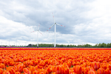 Colorful tulip fields bloom beneath towering windmills, showcasing the beauty of nature and...