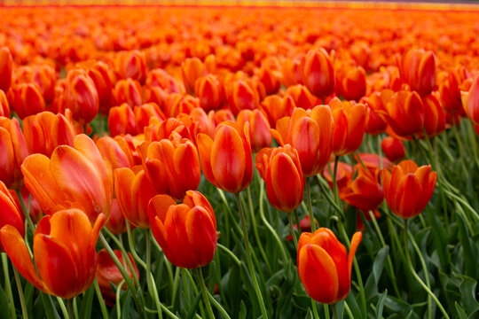 Bunch of red tulips. Close up spring flowers. Amazing red pink tulips blooming in garden.