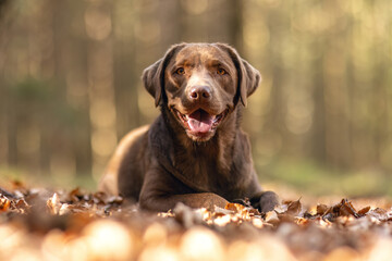 Portrait of  a female labrador retriever dog in a forest in spring outdoors