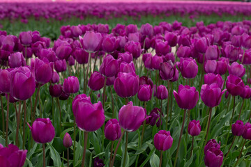 Beautiful flowers purple tulips. Bunch of red tulips.