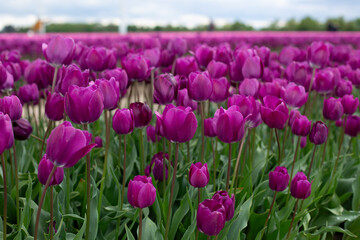 A field of purple tulips on a sunny day.
