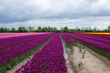 Soft focus. Purple tulips on natural background. Spring violet tulip flowers.