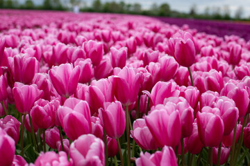 Obraz premium Close-up of pink tulips in a field.