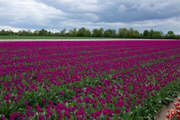 A field of purple tulips on a sunny day.