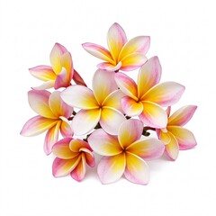 Fototapeta premium Plumeria flowers, isolated on white background.