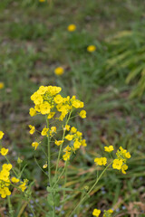 Fototapeta premium 菜の花が咲いている春の日本