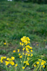 Fototapeta premium 菜の花が咲いている春の日本