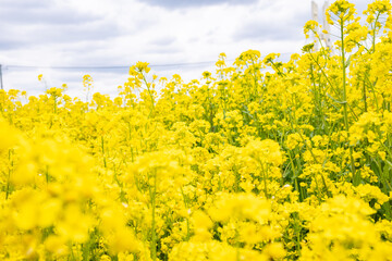 菜の花がたくさん咲いている