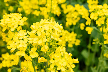 菜の花がたくさん咲いている