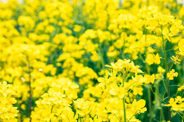 Obraz premium 菜の花がたくさん咲いている