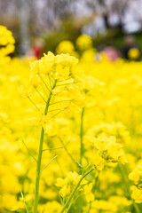 菜の花が一面に咲いている黄色い花畑