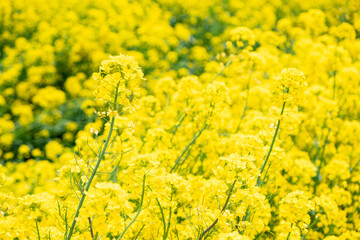 Obraz premium 黄色い菜の花がたくさん咲いている