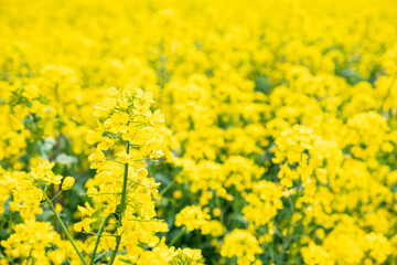 黄色い菜の花が曇り空に咲いている
