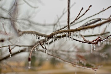 Icy Tree Branches with Icicles