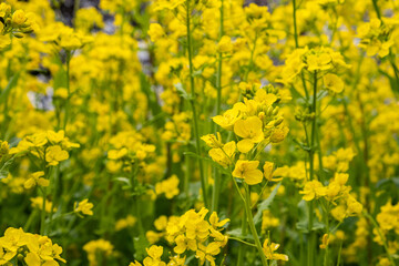 菜の花が空に向かって咲いている