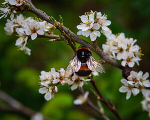 Blossom imaged on a woodland walk in Northumberland Spring 2025