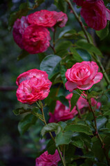 Bright pink roses blooming in the garden.