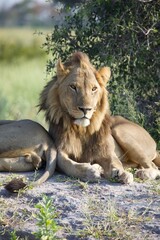 Male Lion Resting in the Wild, Botswana Safari