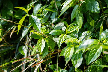 山の中の緑の植物がはえている