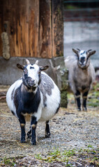 Fototapeta premium Two goats standing near a rustic wooden structure in a farm setting with a natural background