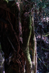 屋久島で苔が生えている切り株