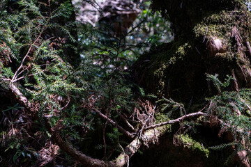 屋久島の自然が豊かな緑の風景