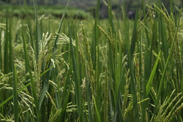 green wheat field