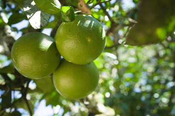 Unripe green oranges hanging from the tree, seen from a low-angle.