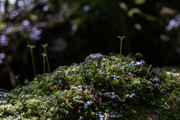 山の岩から小さな苔がはえている