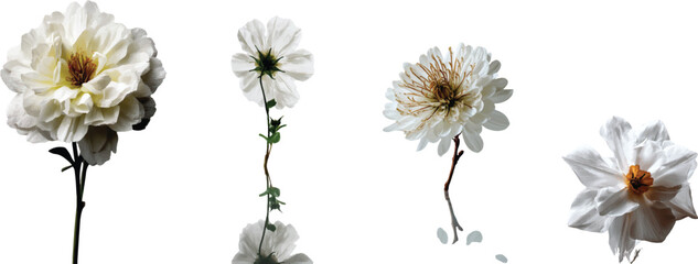 Obraz premium White botanical bloom with natural petals and clean white background in high detail
