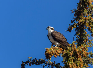Colorado Osprey