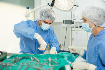In veterinary clinic, mature female doctor provides surgical operation with male assistant help,...