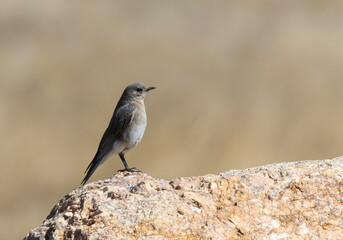 Juvenile Mountain Bluebird