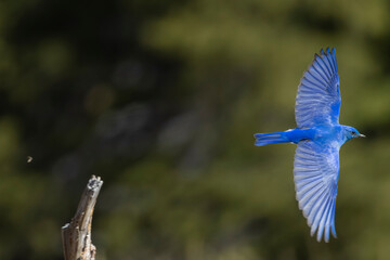 Mountain Bluebird