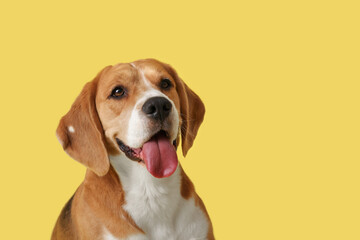 Cute Beagle dog on yellow background