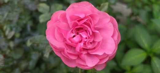 Rosa 'Line Renaud', nature, beautiful, greenery, green leaf.