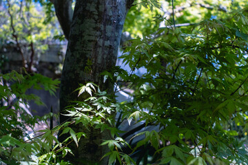 緑色のモミジの葉っぱ