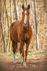 Fototapeta premium Portrait of a chestnut brown Trakehner mare outdoors