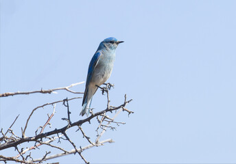 Mountain Bluebird