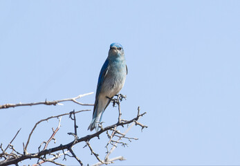Mountain Bluebird